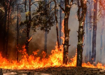 Foreste europee a rischio: incendi, tempeste e insetti potrebbero raddoppiare i disturbi entro il 2100