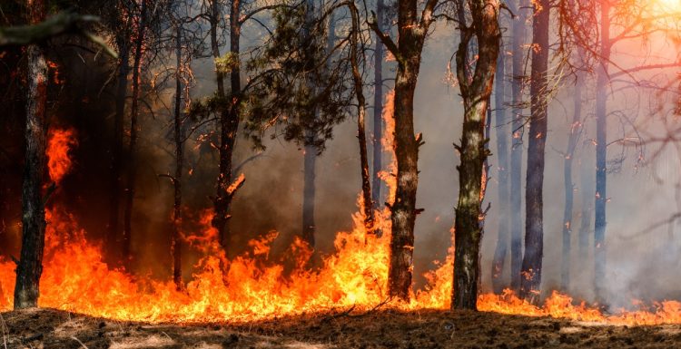 Foreste europee a rischio: incendi, tempeste e insetti potrebbero raddoppiare i disturbi entro il 2100
