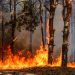 Foreste europee a rischio: incendi, tempeste e insetti potrebbero raddoppiare i disturbi entro il 2100