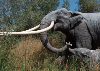 Elefanti preistorici e Neanderthal: uno studio Unimore su Science Advances ricostruisce la vita degli elefanti